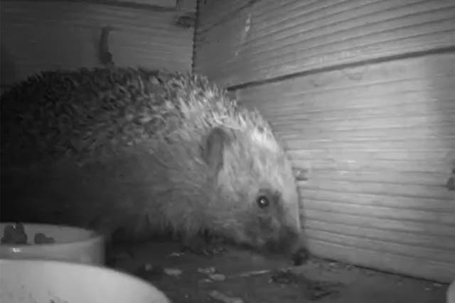 <p>The study shows what hedgehogs were up to in gardens at night</p>