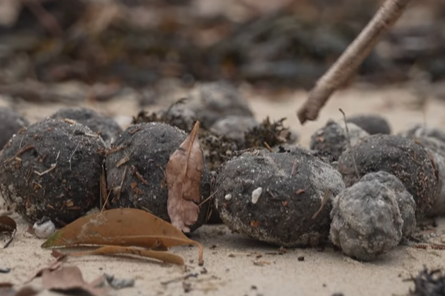 <p>‘Poo-balls’ at Malabar beach in Sydney</p>