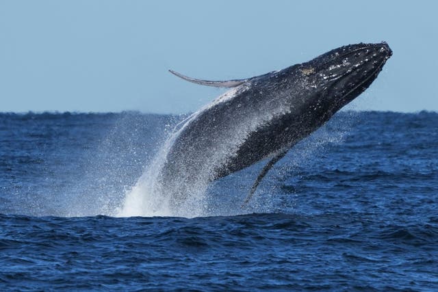 <p>YE Nature-Animals 2025 Photo Gallery</p>