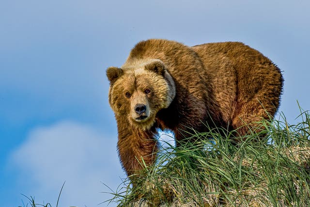 <p>In recent years, people across Nepal have witnessed an increase in bear attacks</p>
