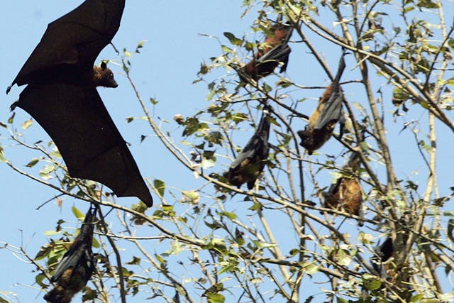 <p>File: The Nipah virus was first discovered in 1998 and is commonly carried by fruit bats</p>