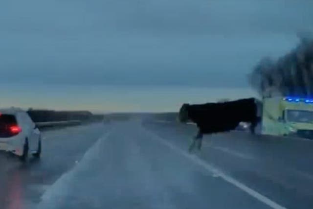<p>Dashcam captures terrifying cow near miss on busy motorway</p>