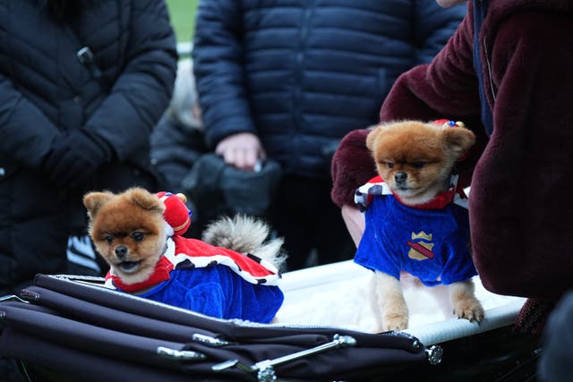 <p>Dogs can now be found in places once reserved for humans only</p>
